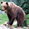 Bear Eater 的头像