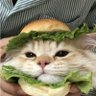 Tufi profil fotoğrafı