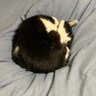 誹謗中傷嫌いの好き放題言う人's profile picture