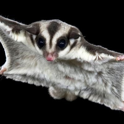 pablo metal's profile picture