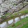 夢 profil fotoğrafı