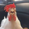 Profilbild von Rooster 🇦🇷