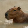 Profilbild von Capybara