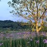 Profilbild von ye biao