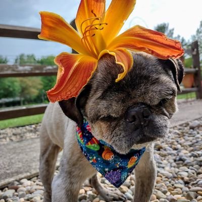 mommasboymushu's profile picture