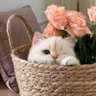 الحمدلله 🤍✨ profil fotoğrafı