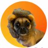 Rescued.by.Rescue.Pups's profile picture