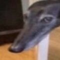 perrocojonudo's profile picture