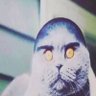 p's profile picture