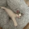 Zaragoom's profile picture