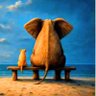 Elephants Rock!'s profile picture