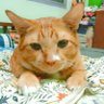 เมี๊ยวจังไทยภักดี profil fotoğrafı