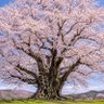 ムムリク◢͟|スナフキン主義 profil fotoğrafı
