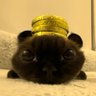 Profilbild von Siya Yuan