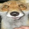 Seigen's profile picture