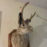 Jackalope121 的头像