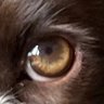 Denzle Cooper profil fotoğrafı