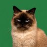 Profilbild von Meowning