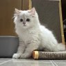 Sixonecat 的头像