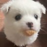 Profilbild von oanUjeows