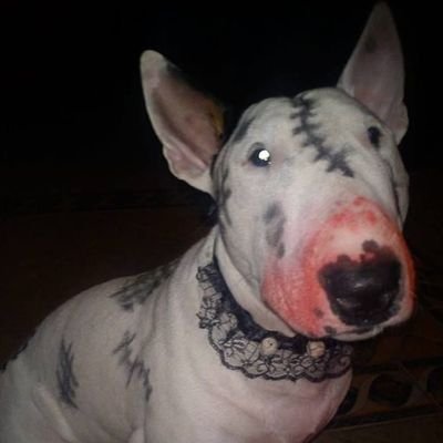 bigdoeyes's profile picture