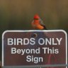 Bird_Lesbian 🦎 profil fotoğrafı