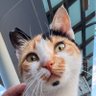 Profilbild von ✨ chemist catt ✨