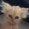 Лахтынина 🇺🇦's profile picture