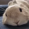 Lin 🥕's profile picture