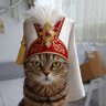 Temirhan Bey profil fotoğrafı