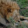 cimbombom profil fotoğrafı