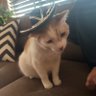 Mariachi Kat 的头像