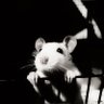rat profil fotoğrafı
