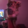 Big Boss profil fotoğrafı