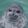 tsuki's profile picture