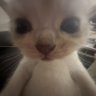 pup :3's profile picture