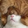 たまぶくろ's profile picture