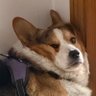 Chillkily profil fotoğrafı