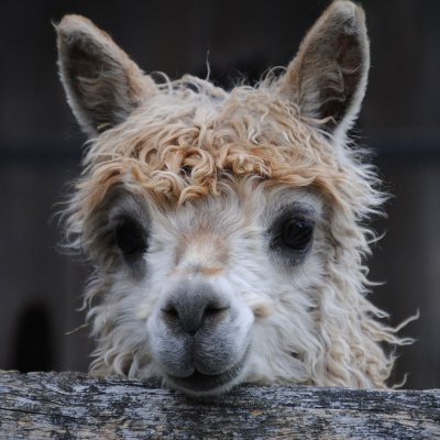 mzmmsplf's profile picture