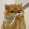γατσούλι profil fotoğrafı