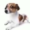 Tibu profil fotoğrafı