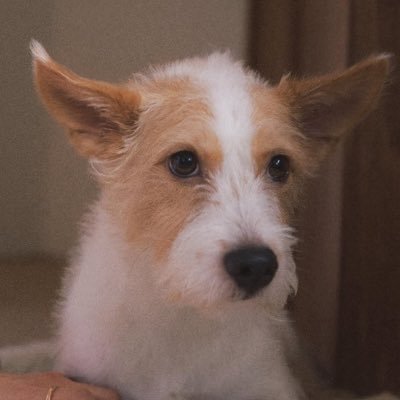 SnoopiesMP's profile picture