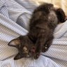 nu profil fotoğrafı