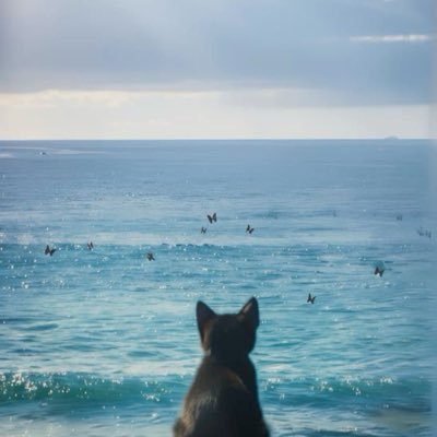 doubahoacandi's profile picture