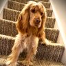Ella Lees's profile picture