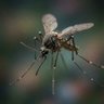 Фото профиля The Mosquito🦟