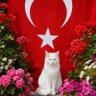 Ganime Ç. profil fotoğrafı
