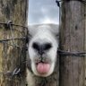 Profilbild von Tomasz