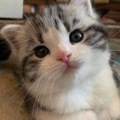 GouDe_Doge's profile picture