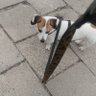 dorothy evelyn's profile picture